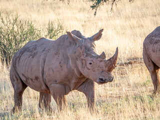 Obraz premium Close-up of white rhinoceros in Namibia.