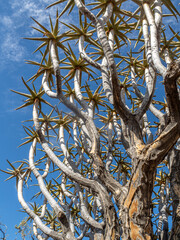 Close up of branches of aloe quiver tree also known as kokerboom tree.