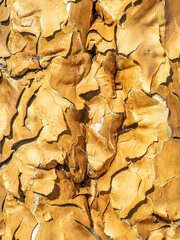 Close up of quiver tree bark with unusual texture.