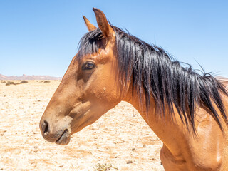 Close up of feral horses in Garub Desert near Aus Namibia with blue sky.