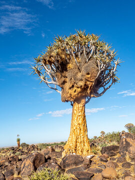 Kokerbook or quiver tree with large social weaver nest in branches.