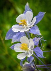 Beautiful Colorado Columbine