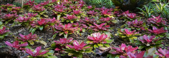 A Tropic Bloom of Fresh Pink Fragility. A vibrant pink flower blooms atop a delicate bromeliad, standing tall as evidence of the fragility and freshness of tropical growth on a sunny day.