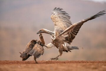 Fight between vultures