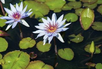 Captivating Close-up of a Water Lilys Beauty. A close-up of a beautiful lotus water lily, its inflorescence floating fresh and serene on the surface of a pond.