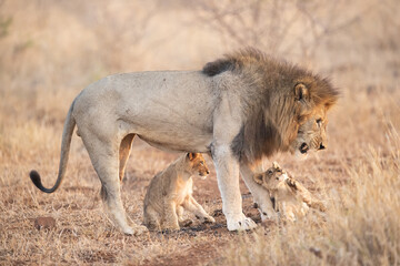 Father and puppies