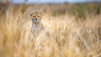 Cheetah young