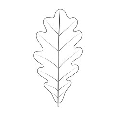 An example of a simple leaf. Pinnately lobed leaf. Quercus robur. Pedunculate oak. Black and white illustration.