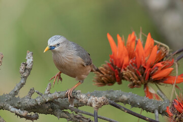 Chestnut-tailed starling from satchori National park, sylhet, bangladesh 