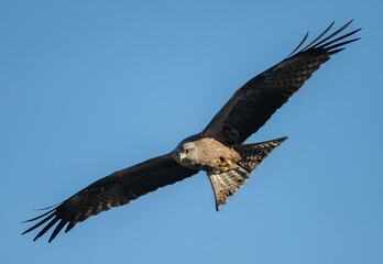 eagle in flight