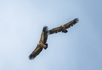 vulture in flight