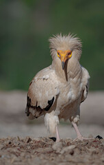red billed hornbill