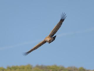 eagle in flight