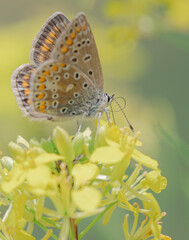 butterfly on a flower