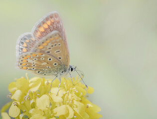 butterfly on a flower