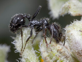 black ant on a leaf