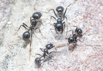 black ant on the ground