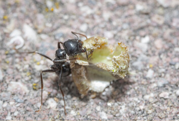 ant on a leaf