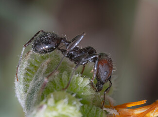Hormiga 