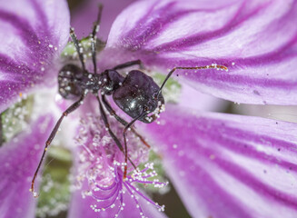close up of a purple flower