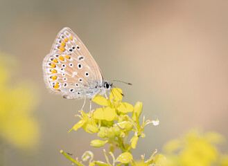 butterfly on a yellow flower