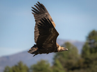 eagle in flight