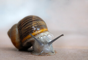 snail on the road