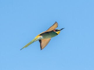 blue tailed bee eater