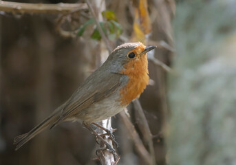robin in the snow