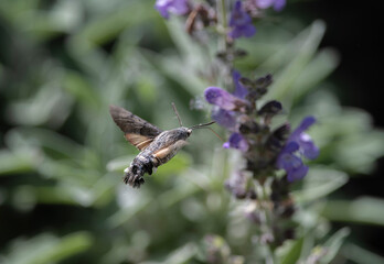 Fly