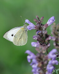 butterfly on a flower