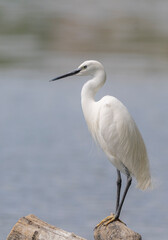 great blue heron