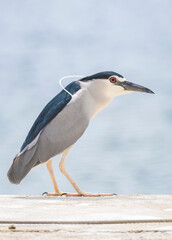 great blue heron