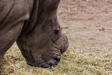 Rhinoceros head on grass in dry landscape