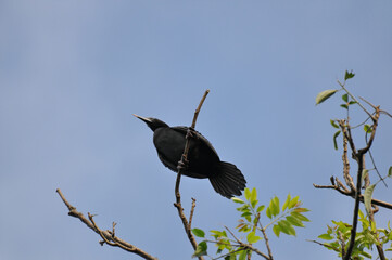 From a bottom-view perspective, we observe a black cormorant bird perched on a tree branch, providing us with a unique glimpse of the cormorant birds from below.