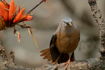 Chestnut-tailed starling from satchori National park, sylhet, bangladesh 