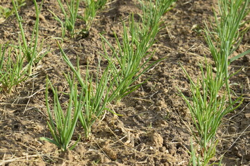 Rows of green onions planted in the ground.