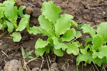 Fresh light green lettuce leaves in the ground, top view.