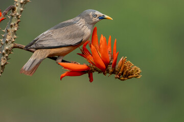 Chestnut-tailed starling from satchori National park, sylhet, bangladesh 