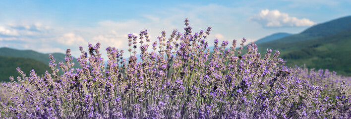 Panorama of lavender field in mountains with clouds on skyline. Blossom of lavender, wide landscape of Provence in June. Panoramic landscape with lavender flowers for banner. - obrazy, fototapety, plakaty