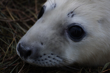 Fototapeta premium Baby Seal