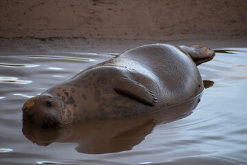 Ault Seal laying in mud