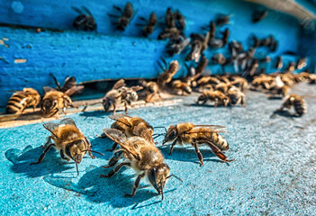 Bees coming out of the hive