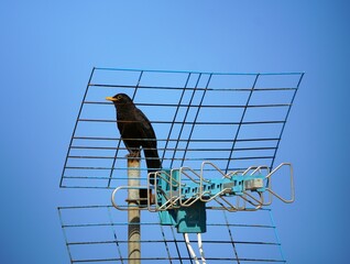 Blackbird antenna