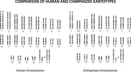 Comparison of Human and Chimpanzee Karyotypes: similarities and differences