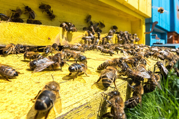 Bees coming out of the hive