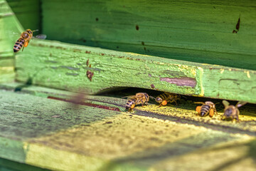 Bees with pollen in beehive