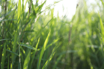 blade of grass green field