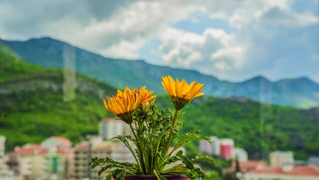 A captivating timelapse video showcasing the beauty of nature. A yellow flower slowly unfurls its delicate petals. The dance of clouds over green mountains can be seen in the background.