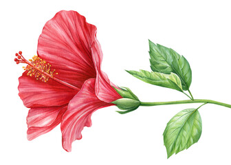 Fototapeta premium Hibiscus flower isolated white background, botanical illustration, tropical flower, red flora watercolor